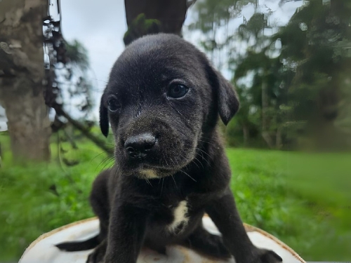 Fujama realiza Feira de Adoção com filhotes de cães e gatos neste sábado (8) em Jaraguá do Sul